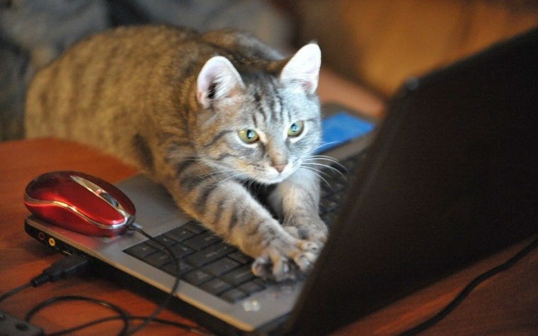 Котенок для поднятия настроения