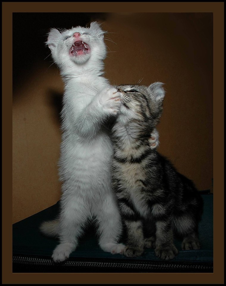 Приключения маленького котенка