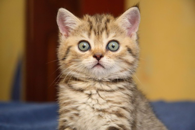 Кот в блендере Мем