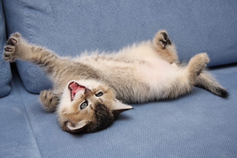 Плачет киска в коридоре у нее большое горе