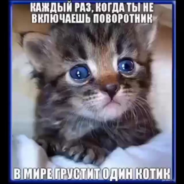 Приколы с котами