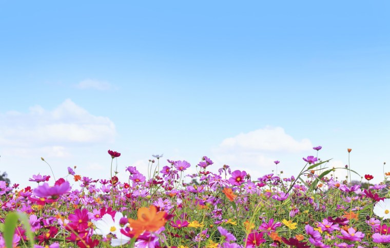 Летний фон для рабочего стола