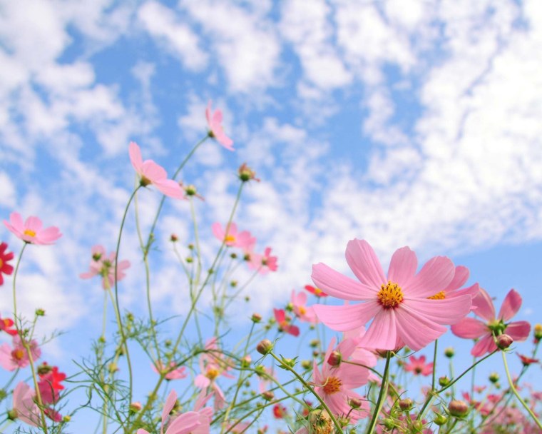 Космея на фоне неба