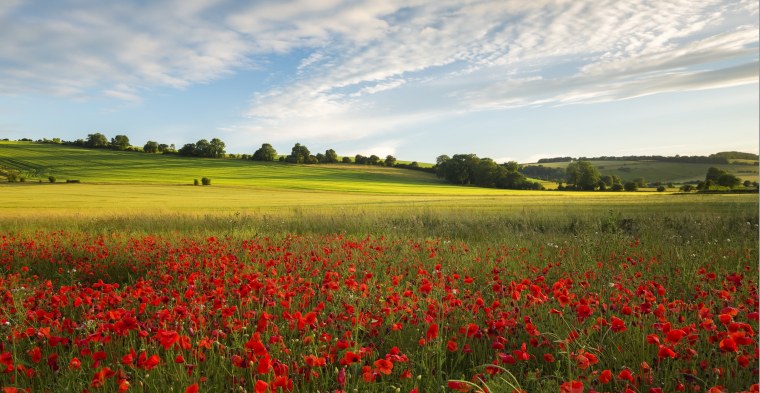 Ромашки на заборе