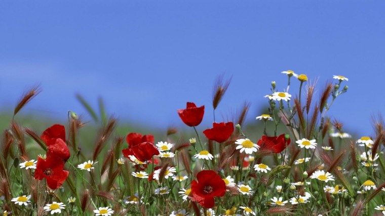 Красивый летний фон