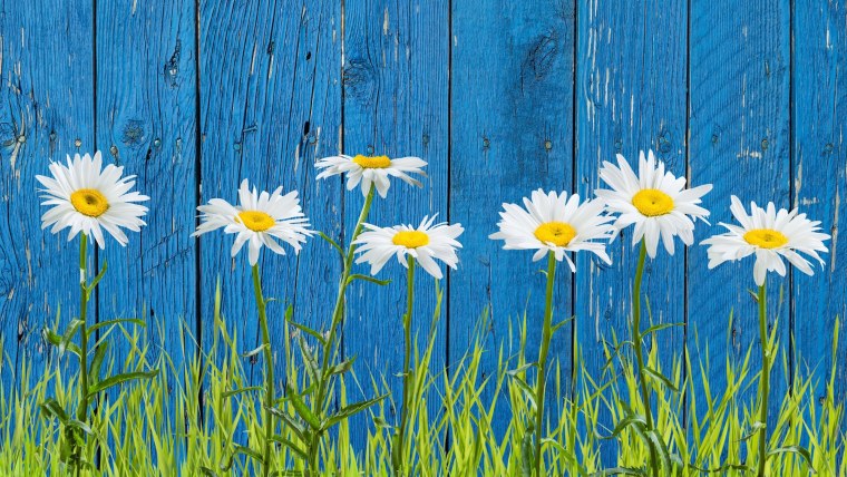 Пальмы и парусник