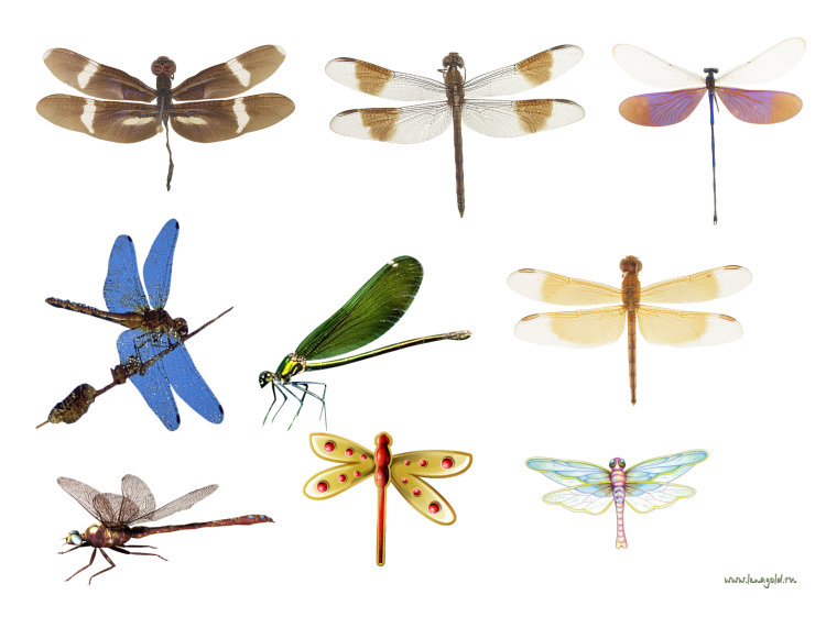 Бабочки и Стрекозы