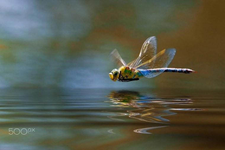 Стрекоза летает