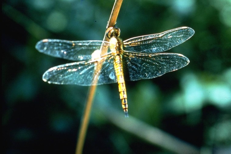 Бабочки и Стрекозы