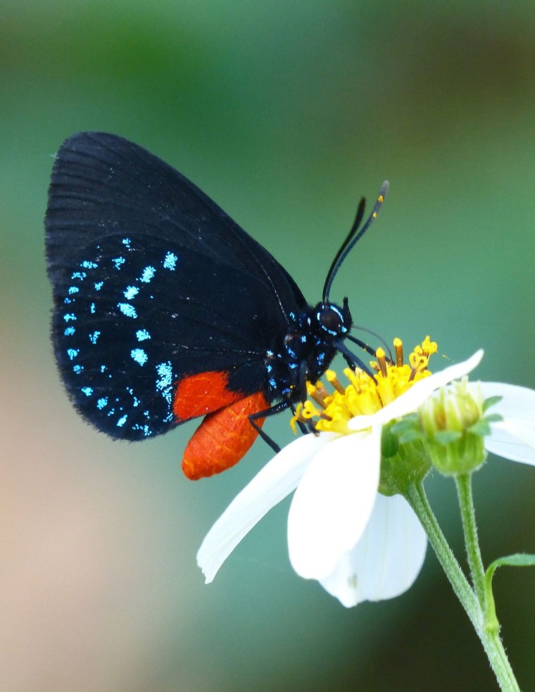 Бабочка на цветке