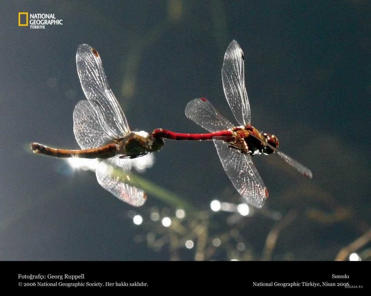 Стрекозы на репейнике Ильгиз