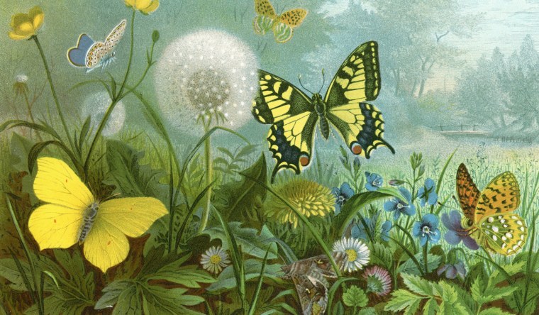 Композиция с насекомыми