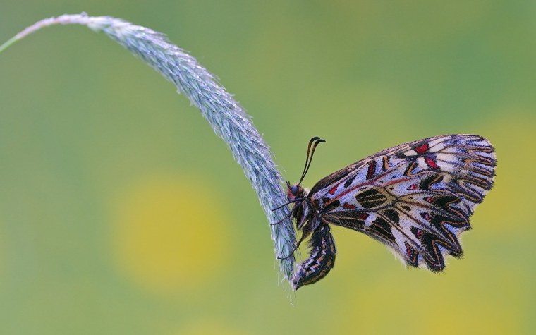 Бабочка вблизи