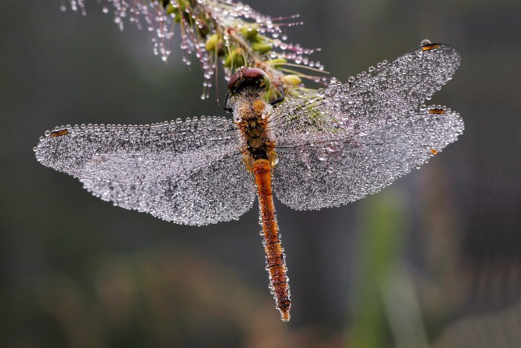 Насекомые в росе