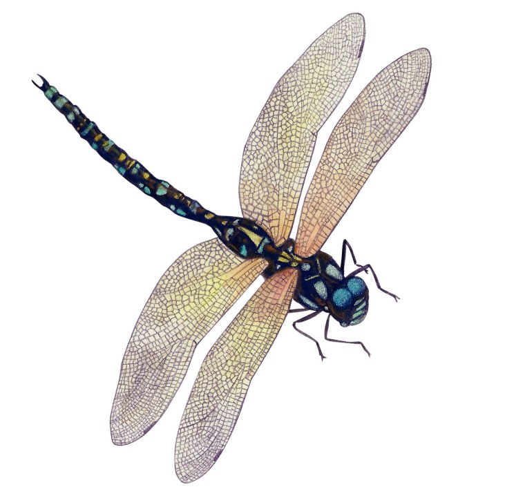 Бабочки и Стрекозы