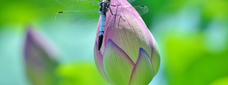 Бабочка на лотосе