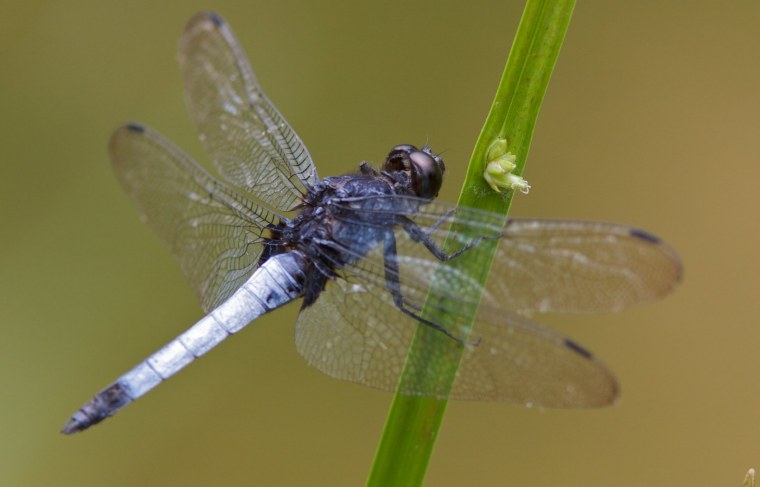 Стрекоза и кузнечик