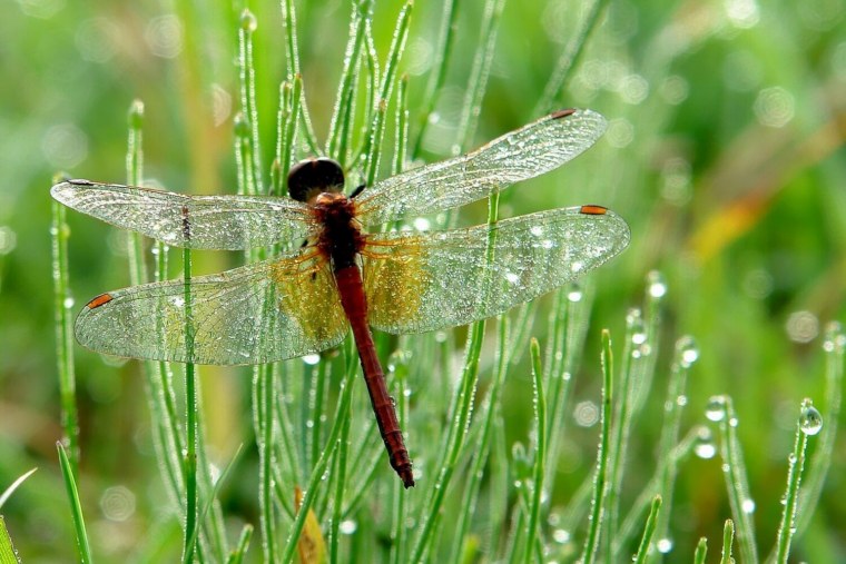 Стрекоза Луговая