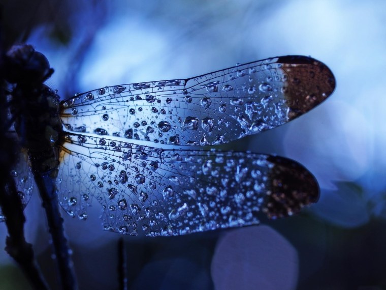 Гортензия Стрекоза