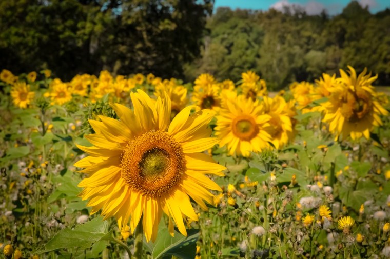 Август природа