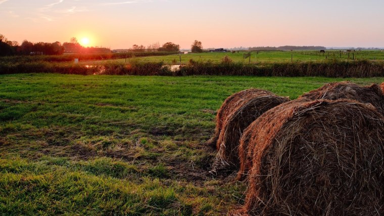 Поле в деревне летом