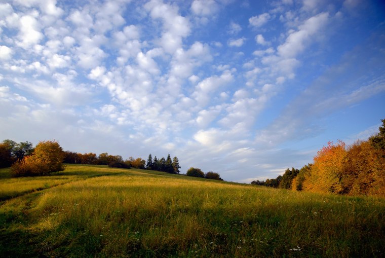 Ранняя осень поле