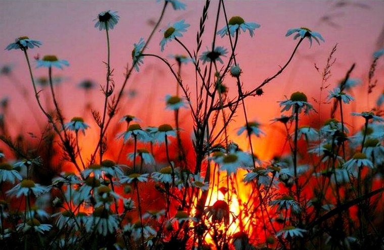 Цветы Прощай лето