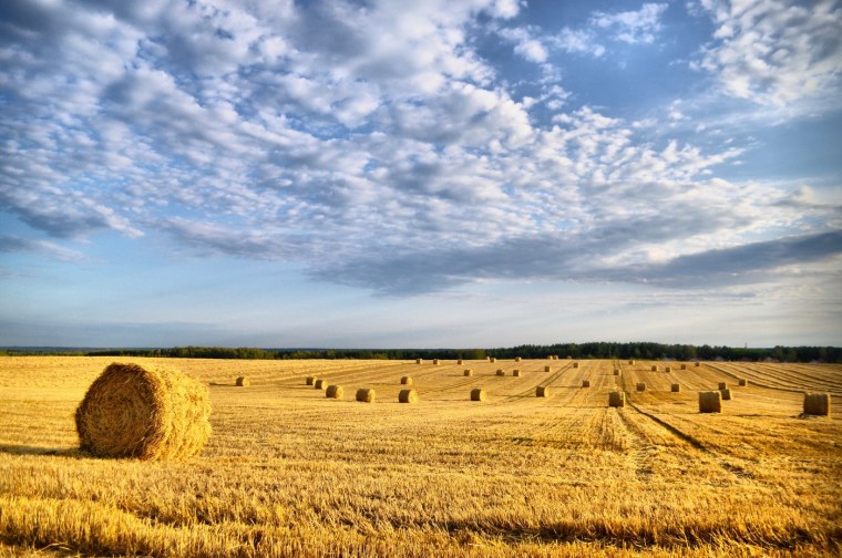 Август поле пейзаж