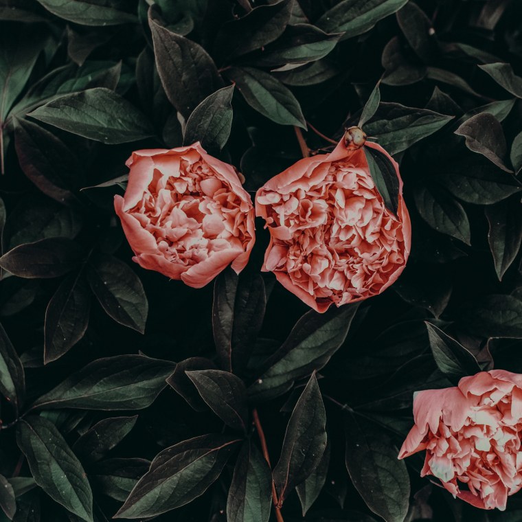 Пионы на деревянном фоне