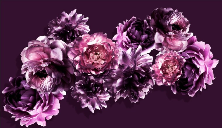 Пион нежно-розовый