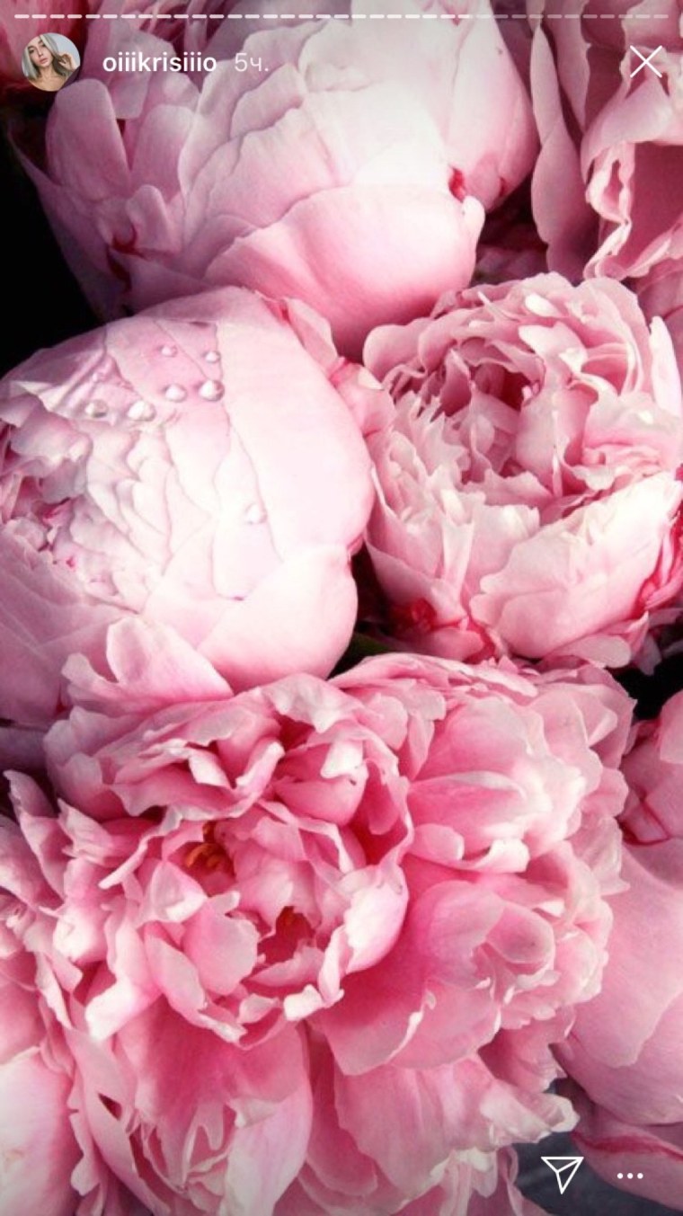 Pink Majolika роза