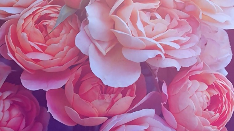 Фон пионы на темном фоне