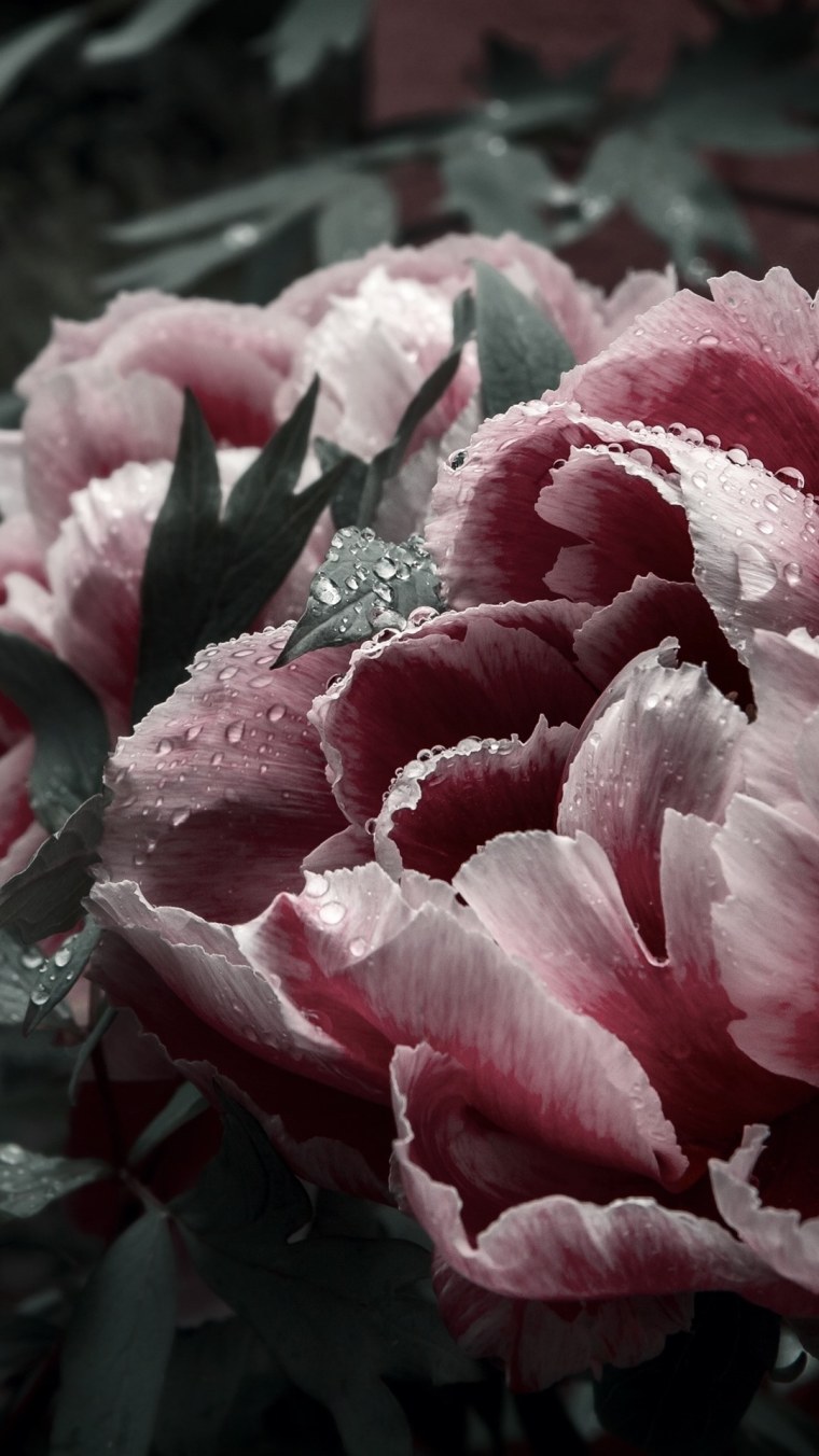 Пионы грязно розовый