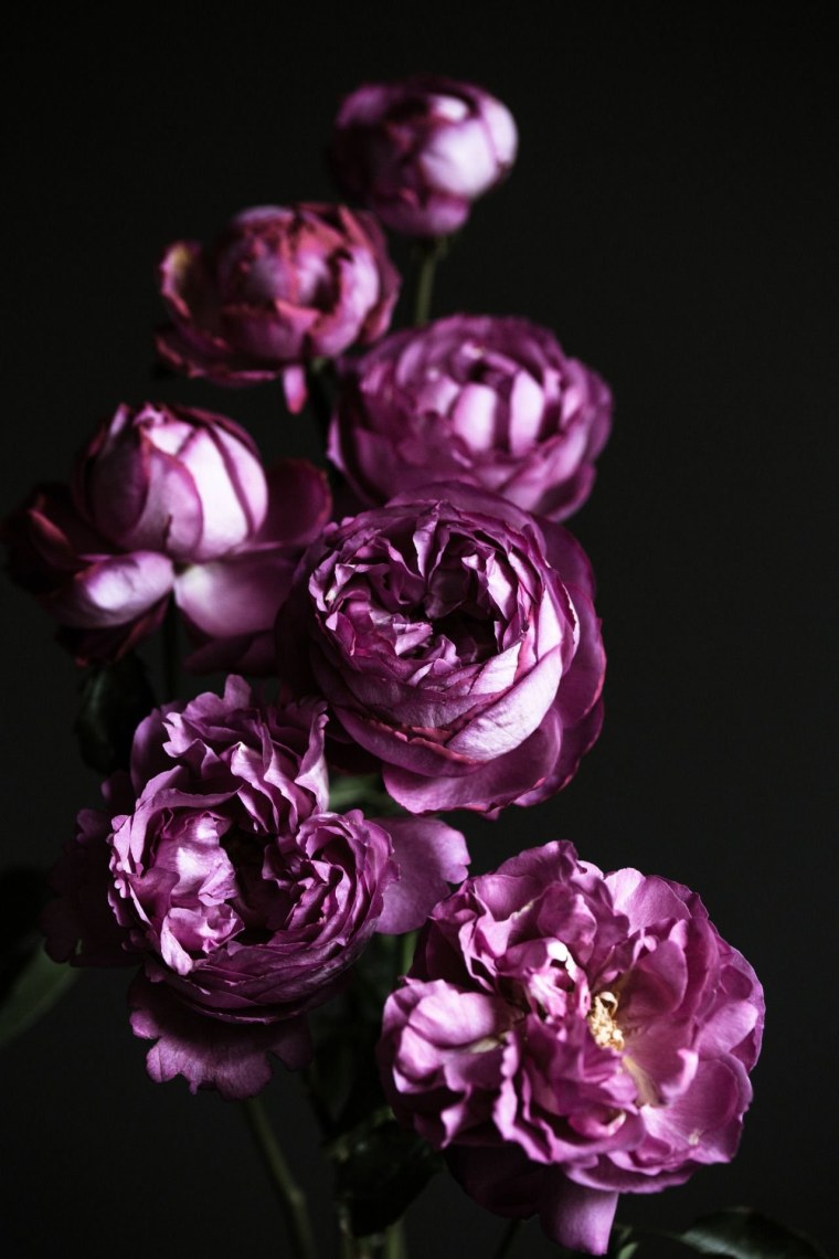 Пиони Пинк (Peony Pink)