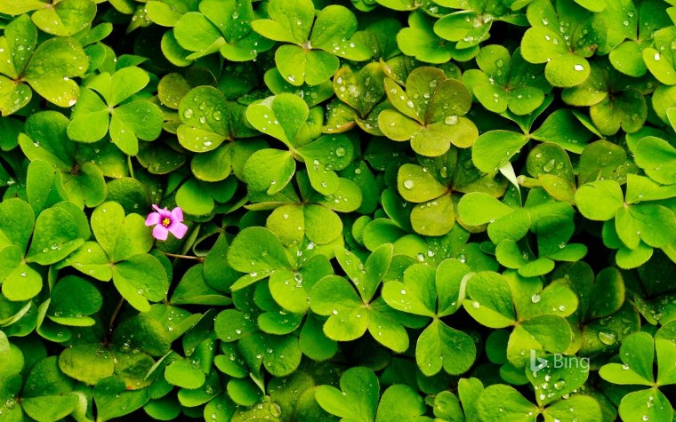 Четырёхлистный Клевер символ