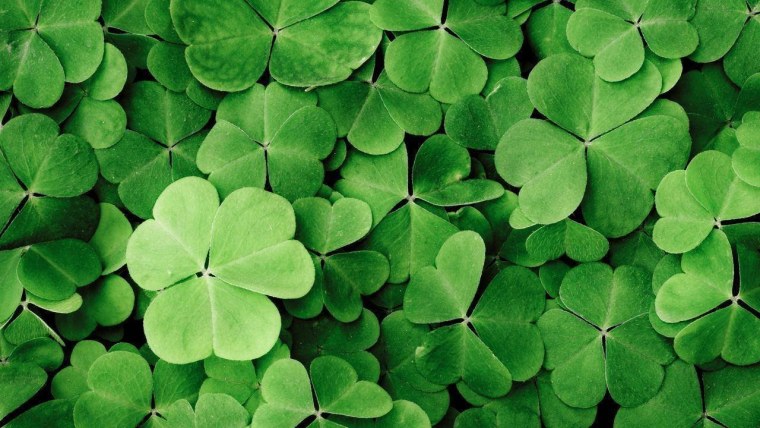 Цветок приносящий удачу