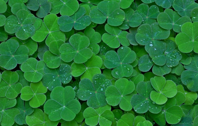 Четырехлистный Клевер и сердца