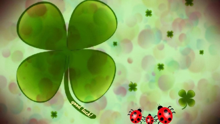 Клевер трилистник растение