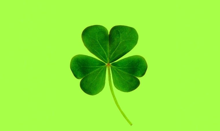 Зеленый Клевер четырехлистный