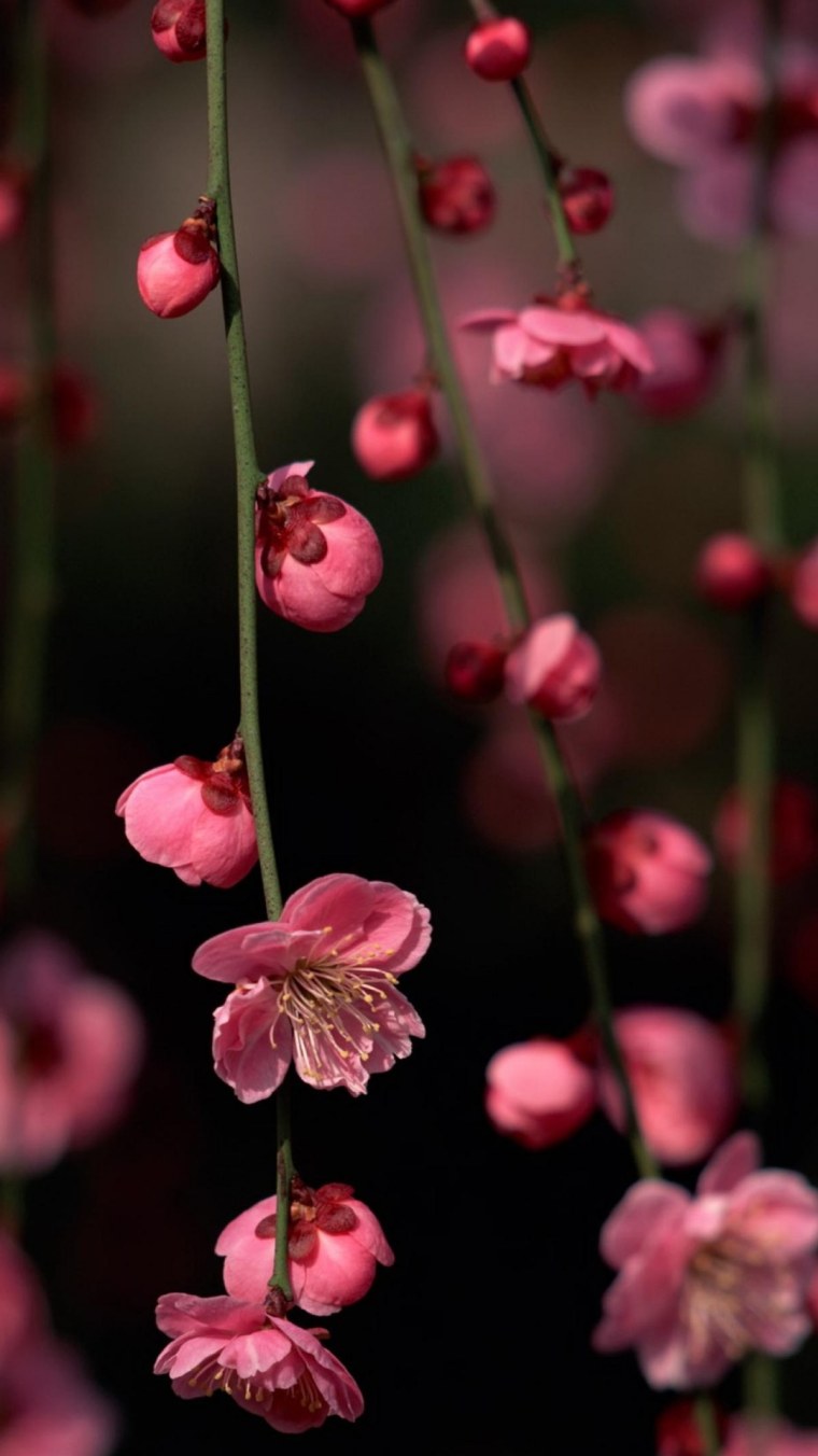 Маленькие розовые цветы