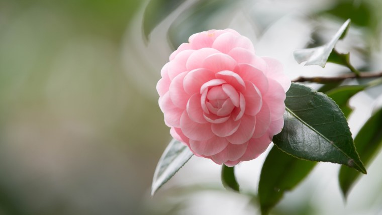 Ветка камелии