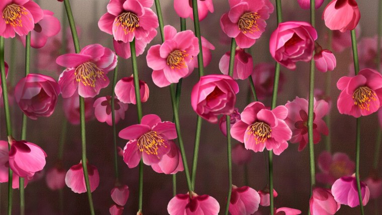 Обои на рабочий стол растения