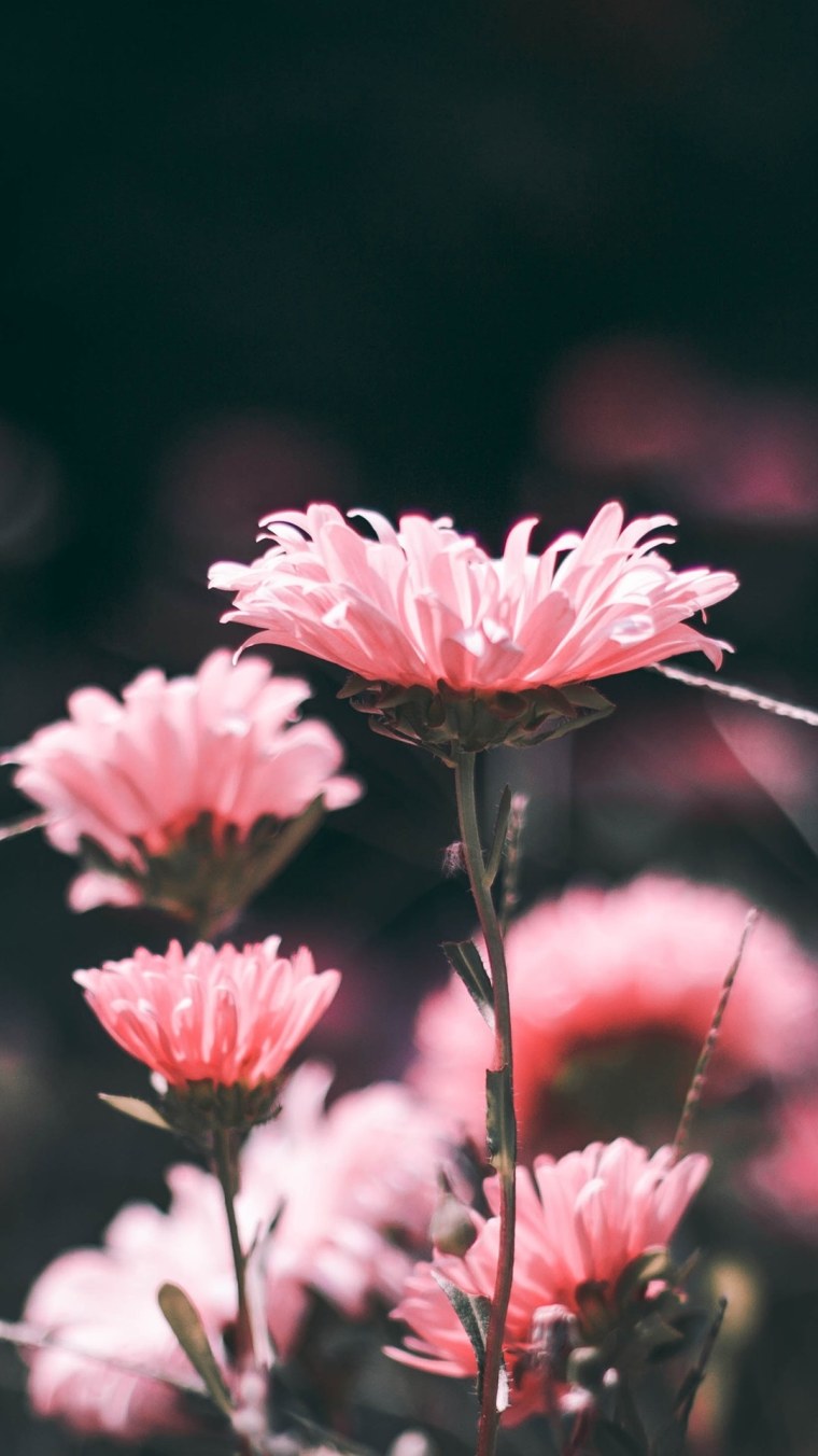 Цветы близко