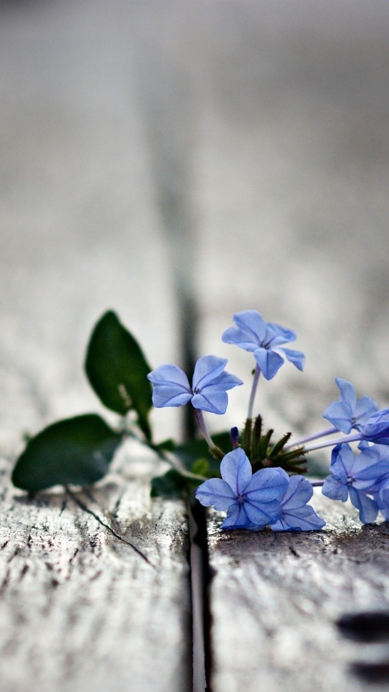 Красивый одинокий цветок