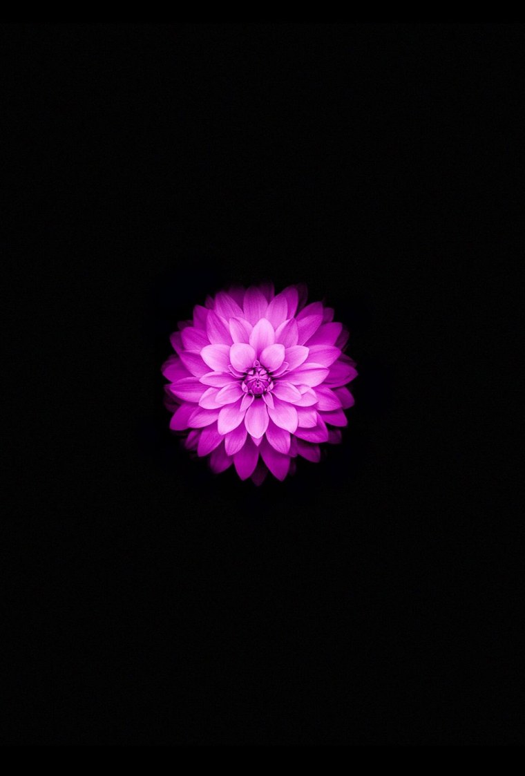 Цветы на айфон