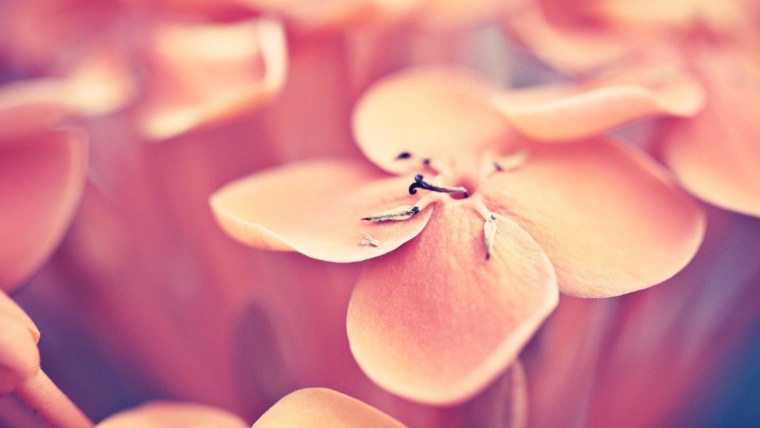 Лепесток макро