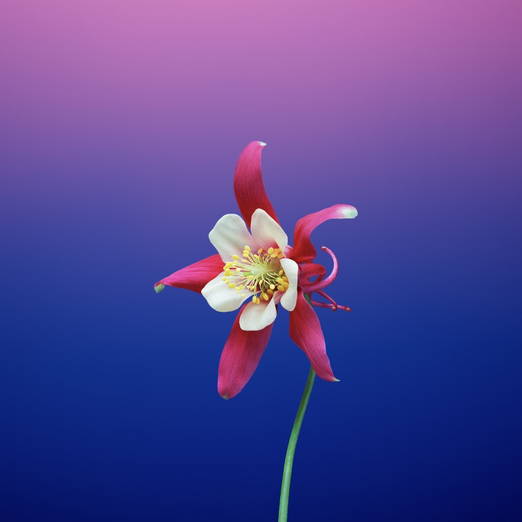 Aquilegia Flower