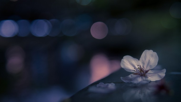 Цветы макро