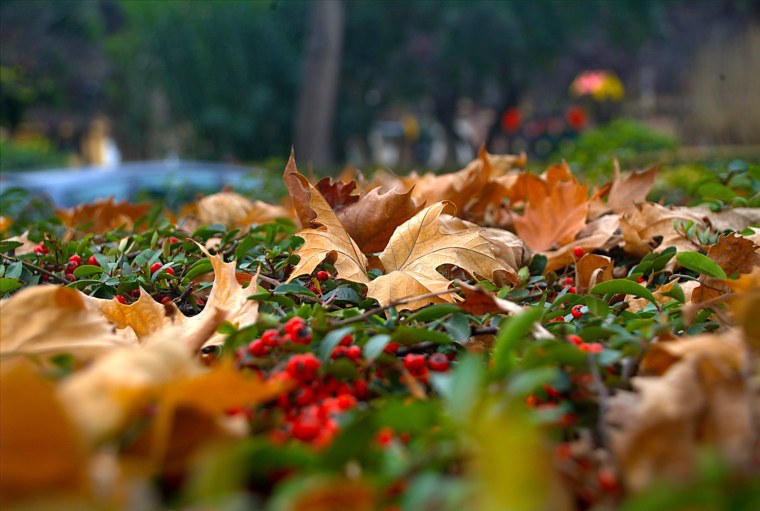 Красивая осень