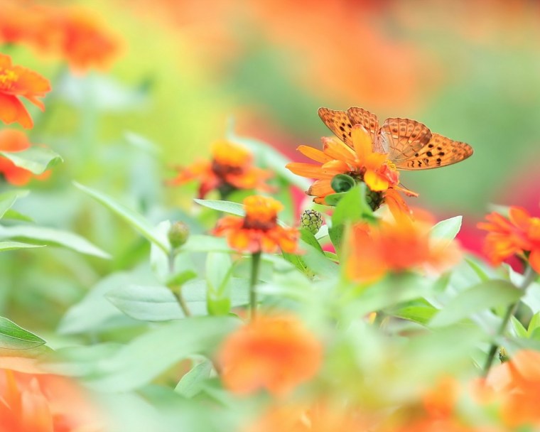 Нежные летние цветы